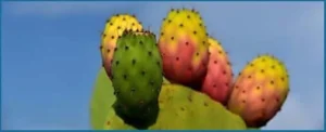 Prickly-Pear1